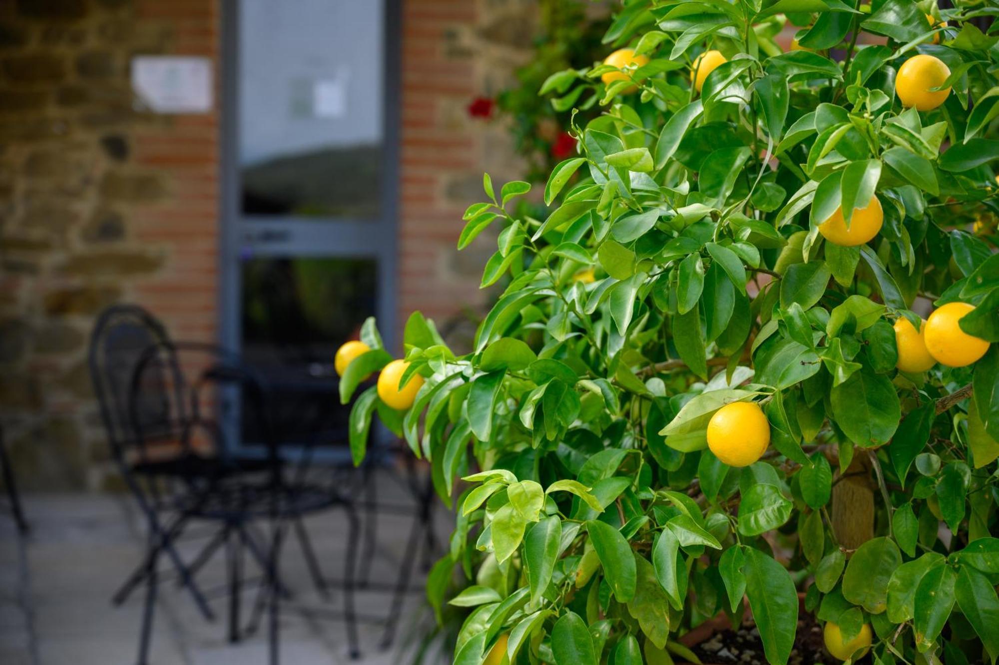 Agriturismo Borgo Sant'Ercolano Ciggiano Exterior foto